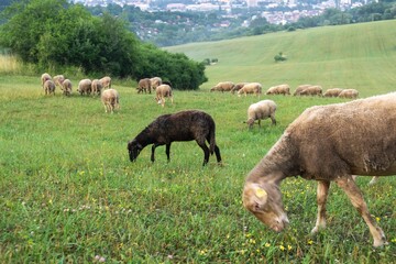 Sheep on the meadow eating grass in the herd. Slovakia