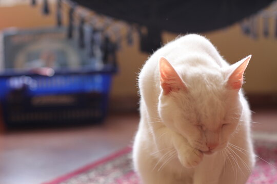 gato branco se lambendo
