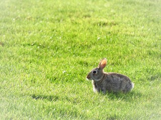 rabbit in the grass
