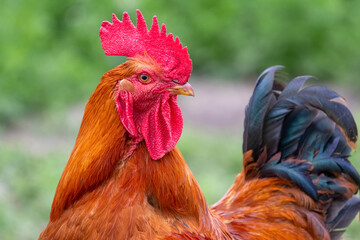 Brown rooster on a background of green grass, portrait of a rooster close up