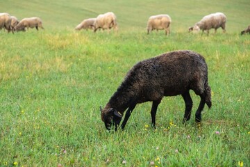 Sheep on the meadow eating grass in the herd. Slovakia
