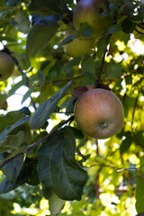 Apples on a branch of a tree.