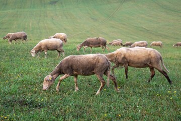 Sheep on the meadow eating grass in the herd. Slovakia