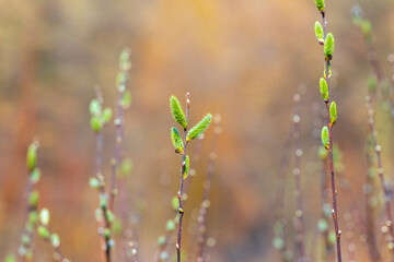 Willow branches with green catkins on a blurred background in sunny weather