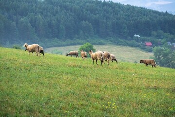 Fototapeta na wymiar Sheep on the meadow eating grass in the herd. Slovakia