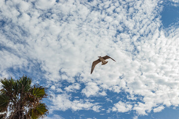 seagull in the sky