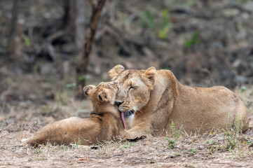 lioness and cubs