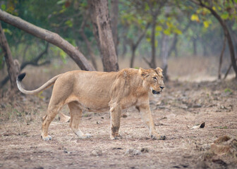 Fototapeta premium Lioness