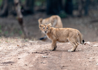 Lion Cub