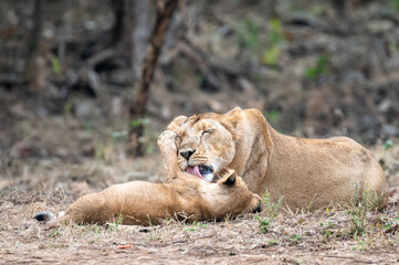 Lioness and cub