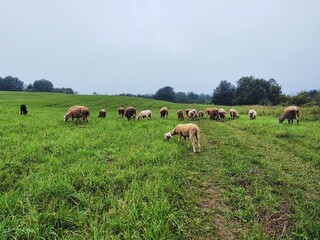 Sheep on the meadow eating grass in the herd. Slovakia