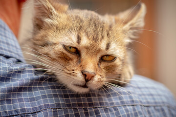 Little cute kitten with closed eyes on the shoulders of a man