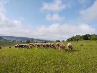 Obraz premium Sheep on the meadow eating grass in the herd. Slovakia