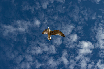 seagull in flight