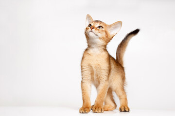 Thoroughbred Abyssinian kitten asks for food. Lovely fluffy playful cat on white background. Free...