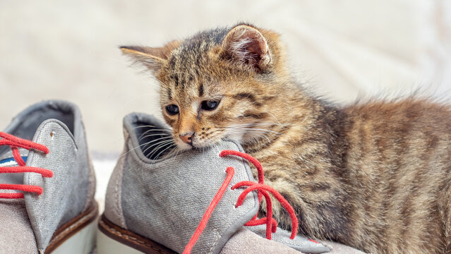 A small kitten is playing with shoes. A small cat bites a shoe