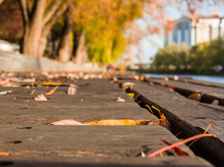 autumn leaves on the street