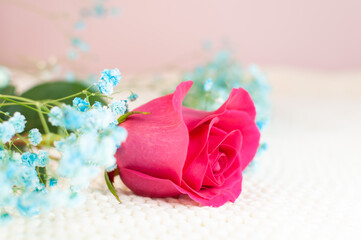 Pink roses with blue gypsophila on white plaid. A close up flower with pink background. Simple composition with plant. Beautiful flowers.