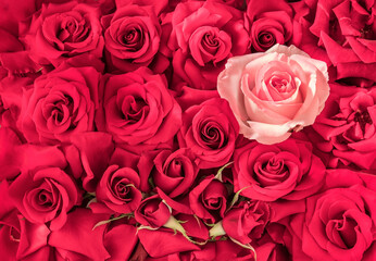 Bright floral background of red and pink roses for Valentine's Day, mother's day, engagement. Festive card for the wedding with red rose buds. Bouquet of red roses and one pink rose in a flower shop