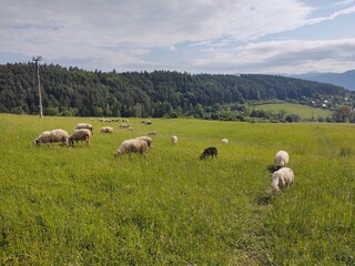 Sheep on the meadow eating grass in the herd. Slovakia