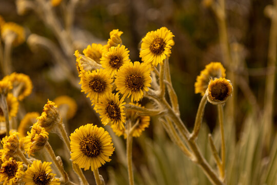 Flor de fraylej&oacute;n