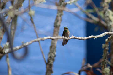 Colibrí, hummingbird