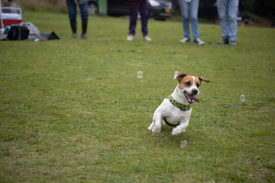 Soap bubbles and dog