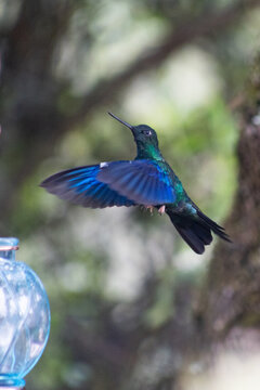 Colibr&iacute;, hummingbird
