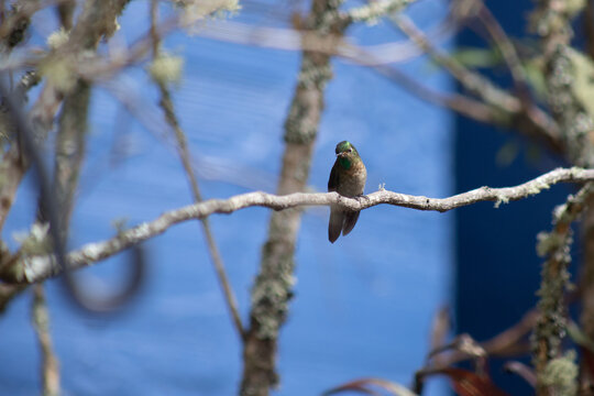 Colibr&iacute;, hummingbird