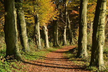 avenue with beeches on a sunny day in autumn
