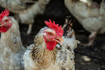Young handsome formidable rooster in the farm yard