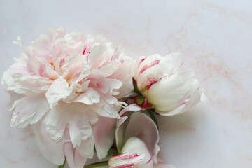 postcard mockup. bouquet of pink peonies on a pink background and space for text 
