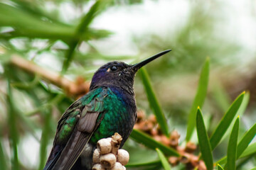 Swallow-tailed Hummingbird (Eupetomena macroura) on a branch between the leaves, in Brazil