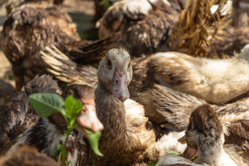 Brown muscovy ducks in the barnyard eating grass