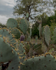 cactus at sunset