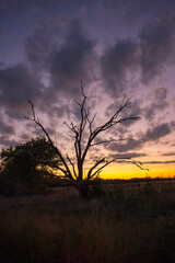 tree in the sunset
