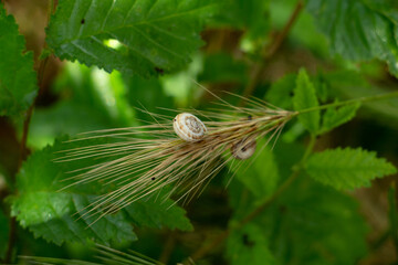 snail on a spikelet of wheat, slippery gastropods