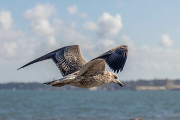 Flying seagull over the ocean 