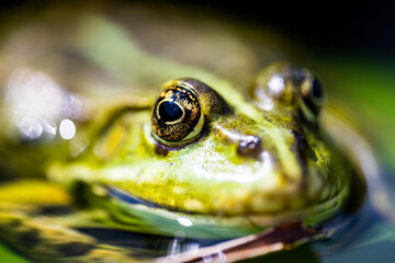 portrait of a green frog with focus on eye