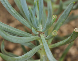 cactus in the desert