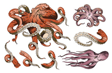 Red Octopus realistic vector sketch illustration. Three various krakens, squids and isolated tentacles vintage drawing. © sabelskaya