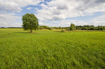 Tree on the field, green summer landscape
