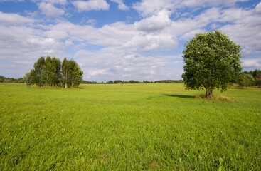 Trees on the field, green summer landscape