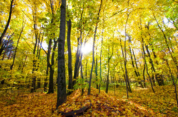 Trees in the forest in golden autumn