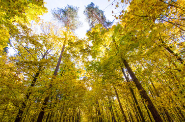 Trees in the forest in golden autumn