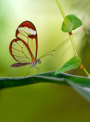 Closeup   beautiful  glasswing Butterfly (Greta oto) in a summer garden.