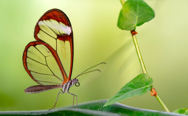 Closeup   beautiful  glasswing Butterfly (Greta oto) in a summer garden.