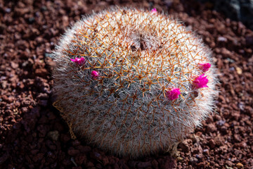 close up of a flowers on cactus with thorns