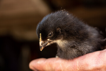 Little black chick on the palm gets to know the world