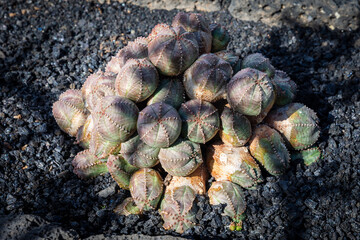 close up of a pile of cactuses